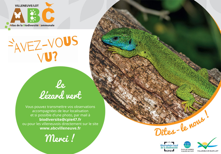 le lézard vert