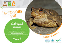 le crapaud commun