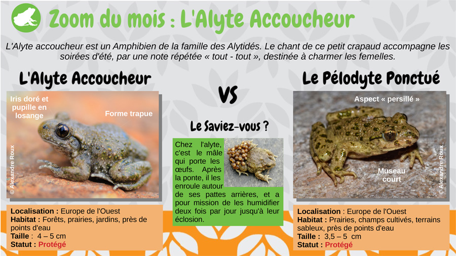 L'Alyte Accoucheur