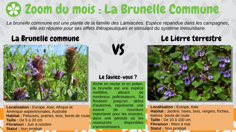 La brunelle commune