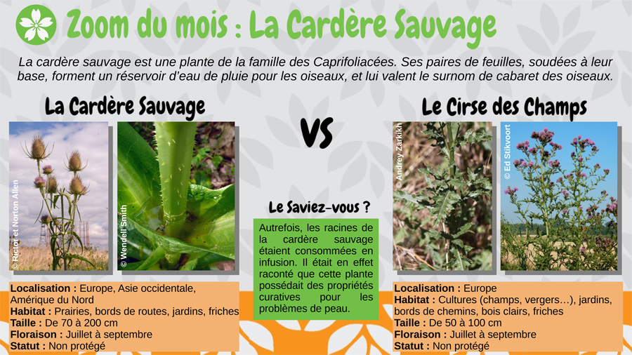 La cardère sauvage