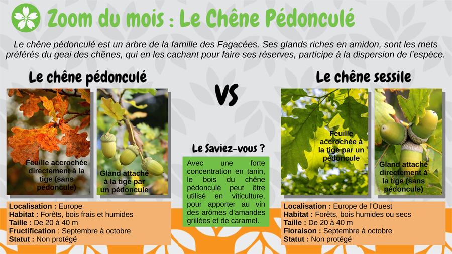 Le chêne pédonculé