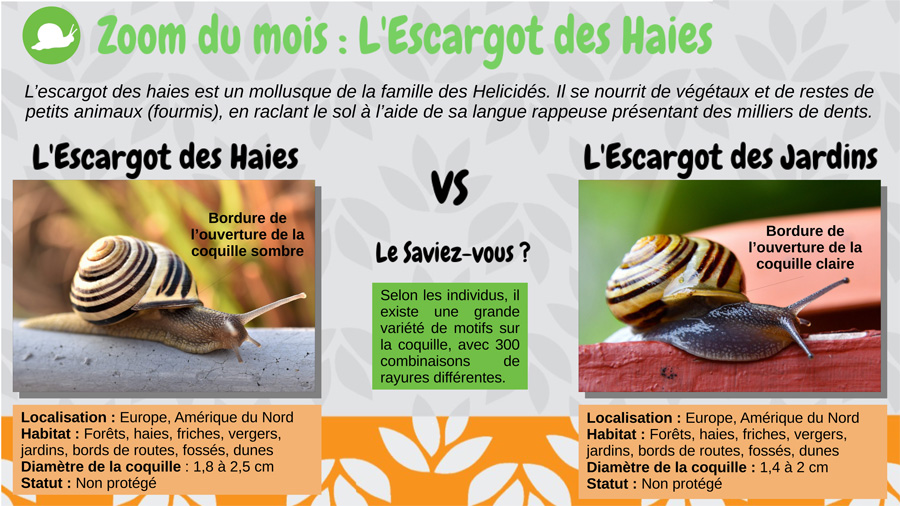 L'escargot des haies