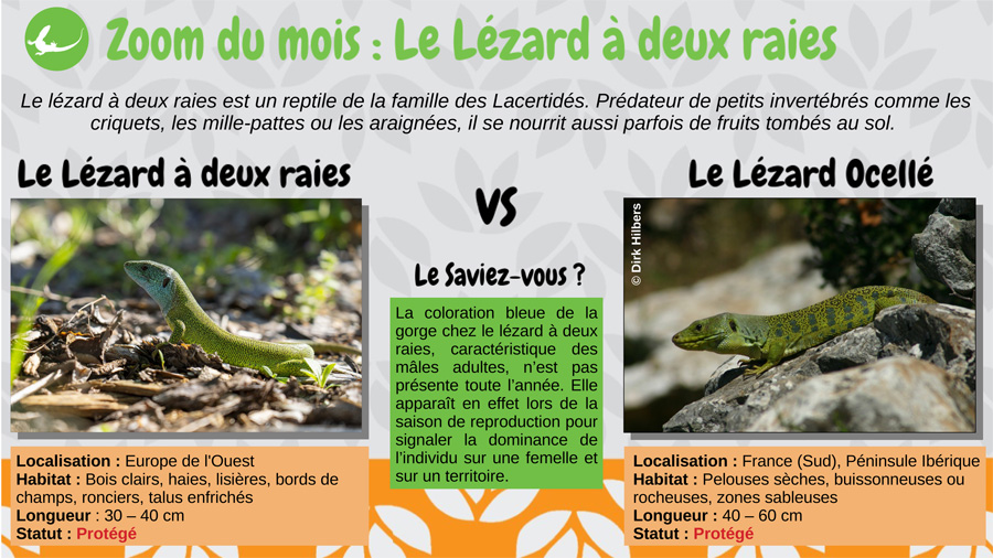 Le lézard à deux raies