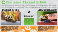 L'escargot des haies