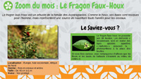 Le fragon faux-houx