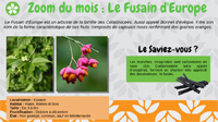 Le Fusain