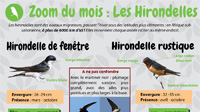 Les hirondelles