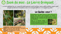 Le Lierre grimpant