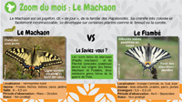 Le Machaon