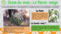 Le Perce-Neige