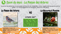 Le Pinson des Arbres