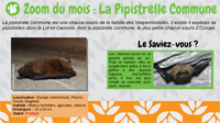 La pipistrelle commune