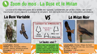 La Buse et le Milan