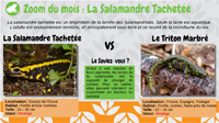 La Salamandre Tachetée