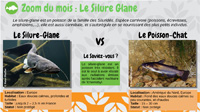 Le Silure-Glane