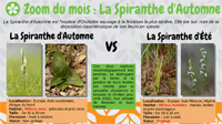 La Spiranthe d'Automne