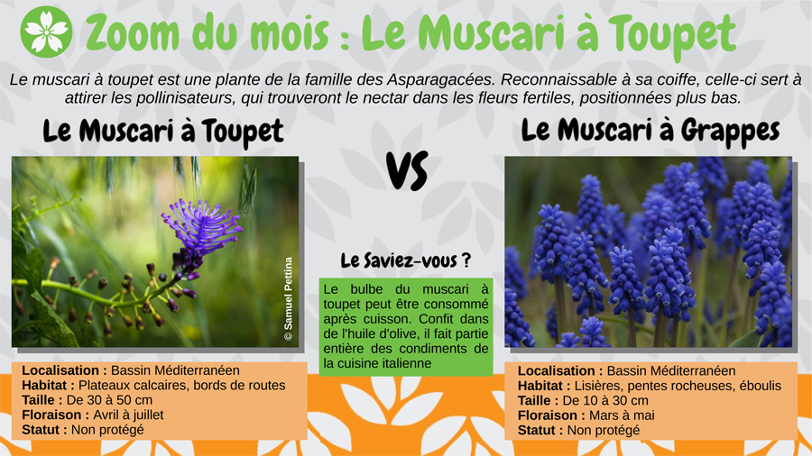 Le Muscari à toupet