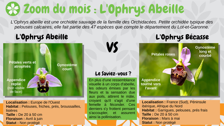 L'ophrys abeille