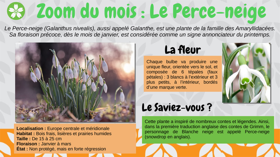 Le Perce-Neige