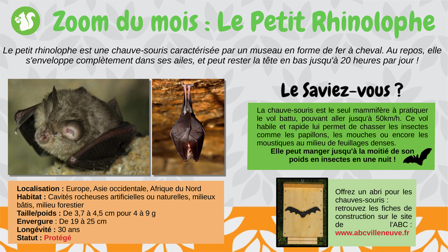 Le Petit Rhinolophe