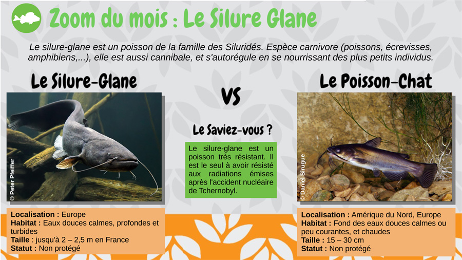 Le Silure-Glane