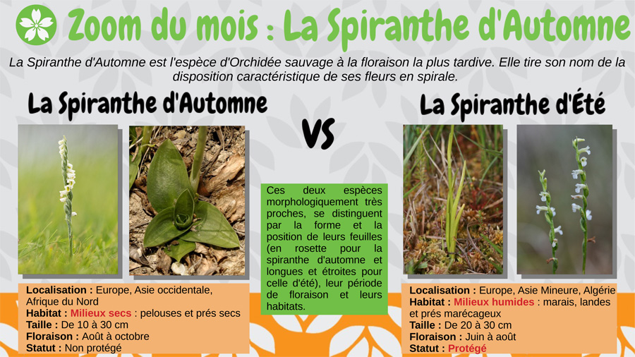 La Spiranthe d'Automne