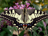 Machaon