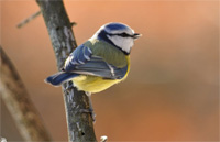 Mésange bleue