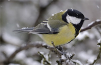 Mésange charbonnière