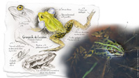 Grenouille de Lessona