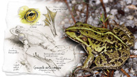 Grenouille verte commune