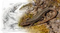 Lézard des murailles