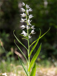 Céphalanthère à longues feuilles