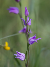 Céphalanthère rouge