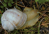 Escargot de Bourgogne