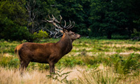 Cerf élaphe