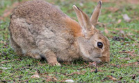 Lapin de Garenne