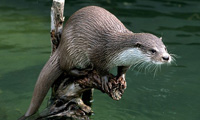 Loutre d