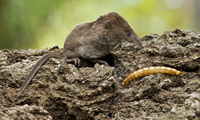 Musaraigne pygmée