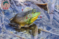 Grenouille taureau