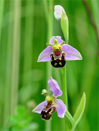 Ophrys abeille