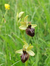 Ophrys araignée