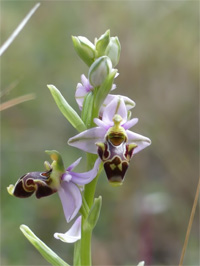 Ophrys bécasse