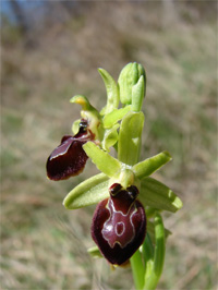 Ophrys de mars