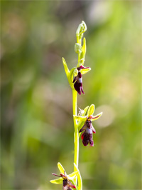 Ophrys mouche