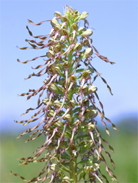 Orchis bouc