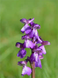 Orchis bouffon