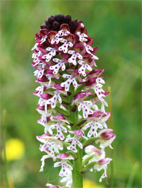 Orchis brûlé