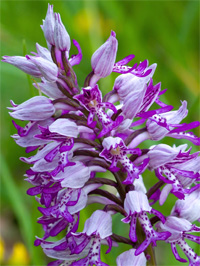 Orchis militaire